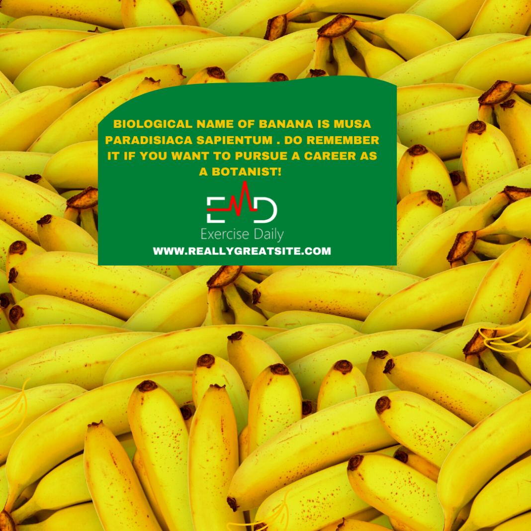 Do Bananas Have Seeds Interesting Facts About Banana