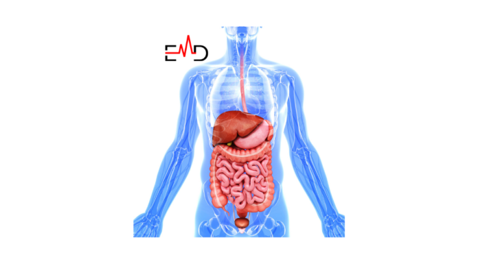 What is the Main Function of the Digestive System?