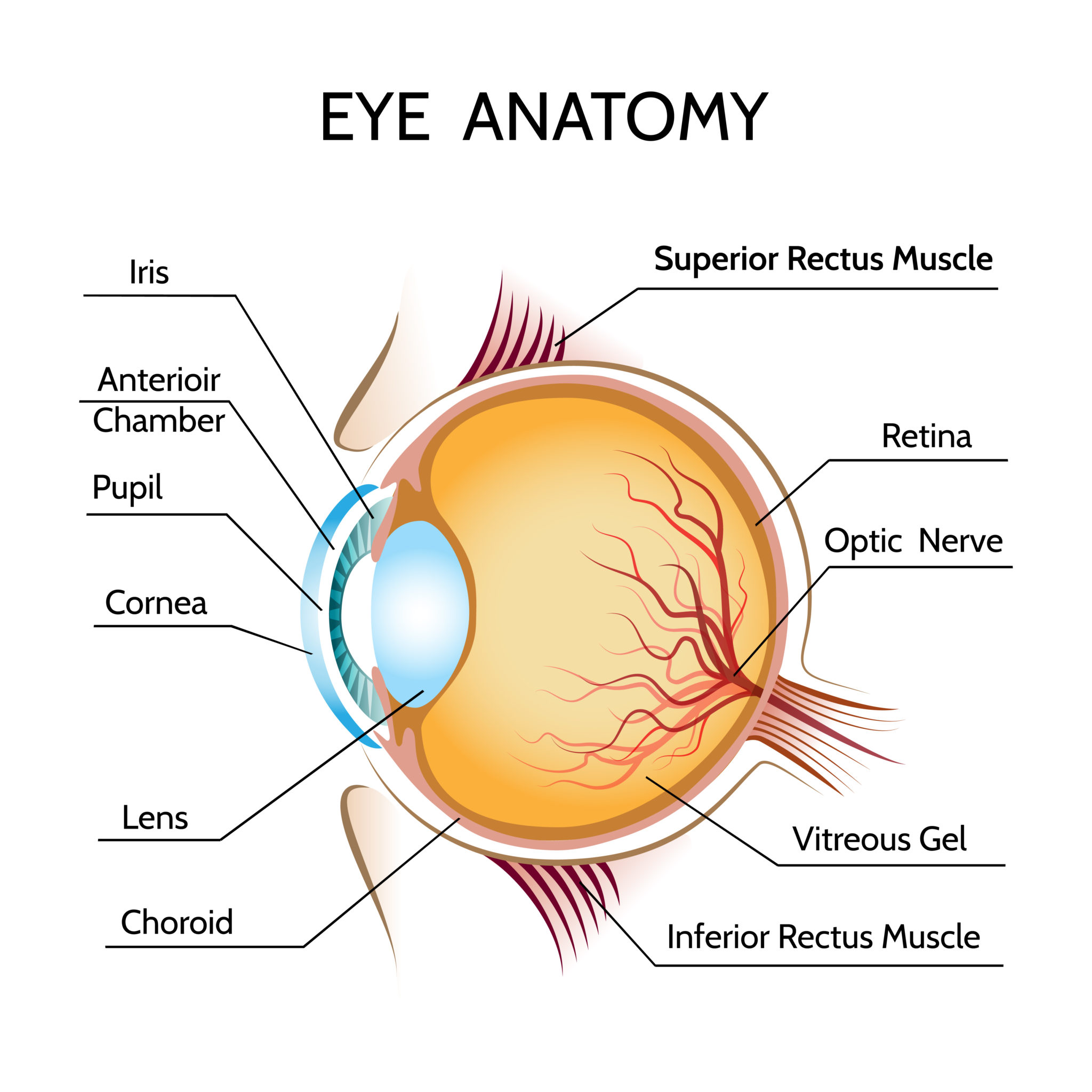 Are Floaters in the Eye Dangerous? Exercise Daily