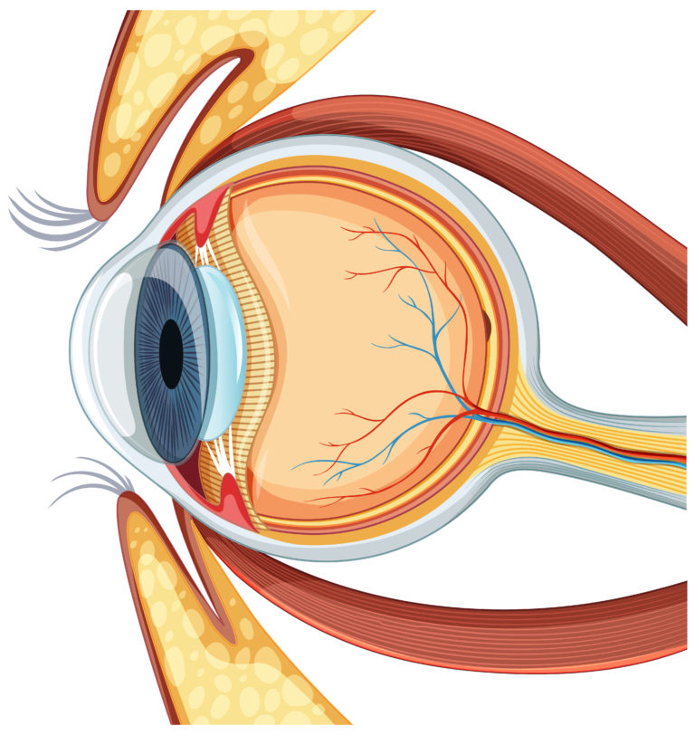 Are Floaters in the Eye Dangerous? Exercise Daily