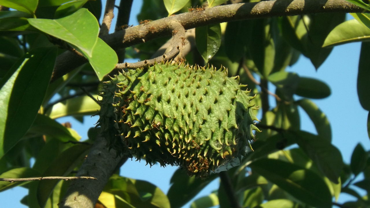 15 Health Benefits of Soursop Leaves