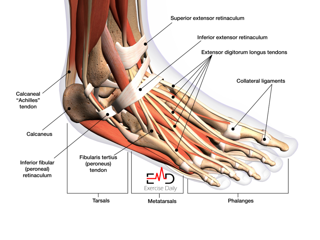 how-to-heal-a-tendon-in-foot-at-home-best-exercises