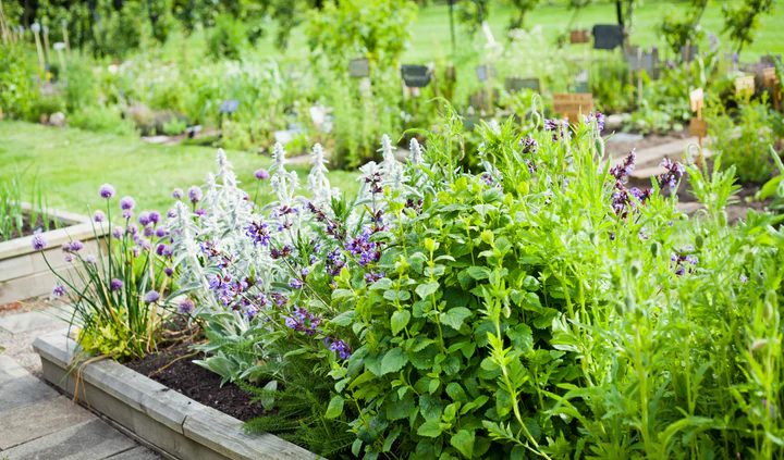 Caring for Your Herb Garden