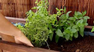 Benefits of Cultivating a Medicinal Herb Garden