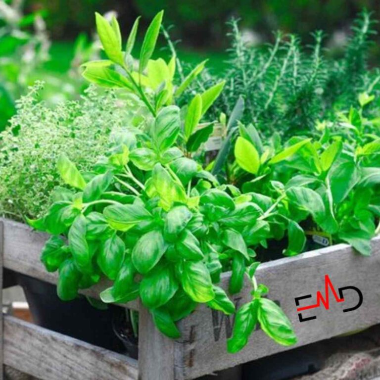 How to Grow Your Own Herbs for Natural Remedies and Cooking