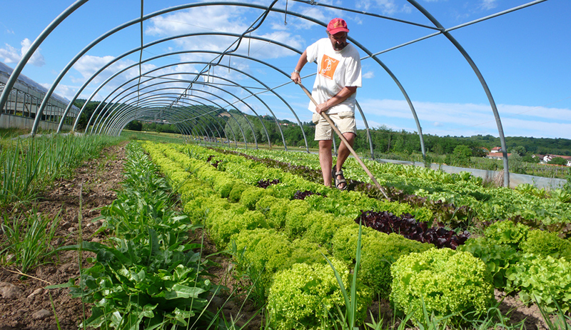 Organic Farming is Helpful for Fitness