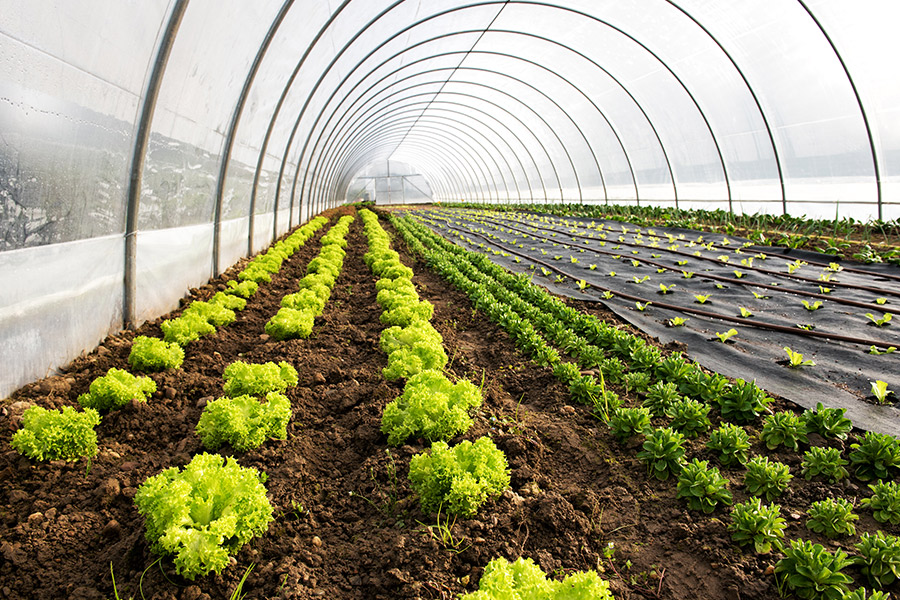 Organic Farming in California: Benefits, Challenges, and Resources