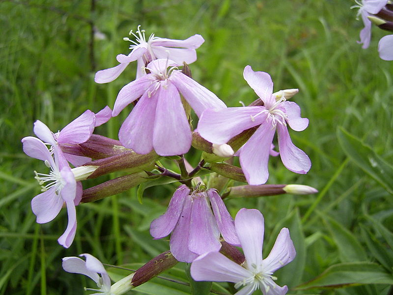 10 Must-Try Soapwort Recipes for a Greener Home in 2024 