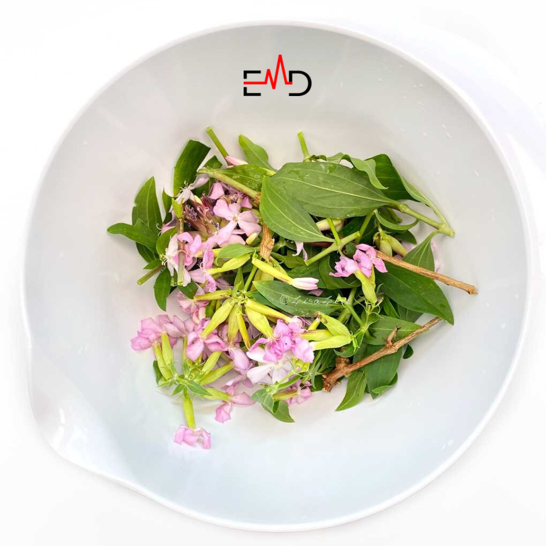 Green Cleaning with Soapwort Recipes and Uses