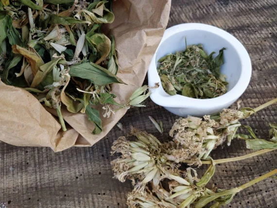 Green Cleaning with Soapwort: Recipes and Uses