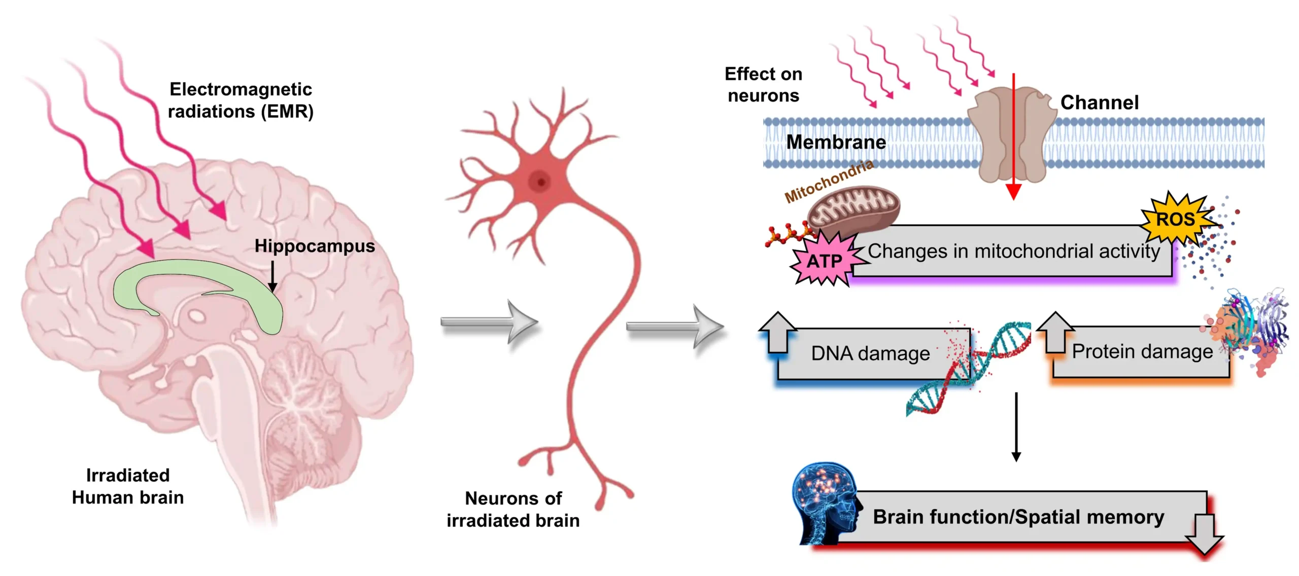 Potential Health Effects of Microwave Radiation